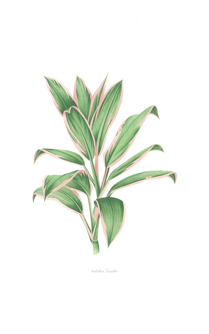 5e7bd75038ef8_ILUSTRACION CALATHEA.jpg